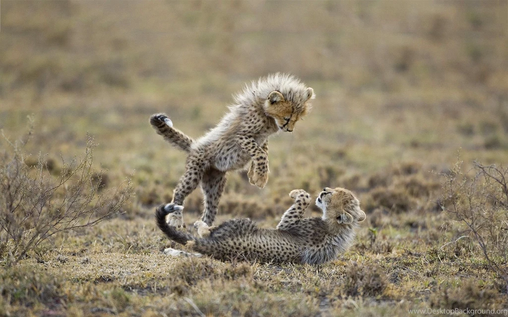 Cute Cheetah Wallpapers Wallpapers Cave
