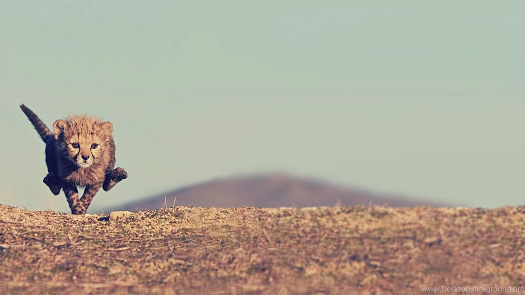 Baby Cheetah Running Wallpapers