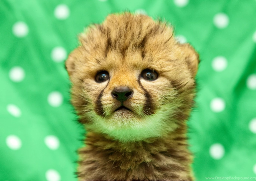High Quality Baby Cheetah Wallpapers