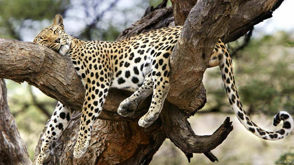 Monitor, Cheetah, Wallpapers (