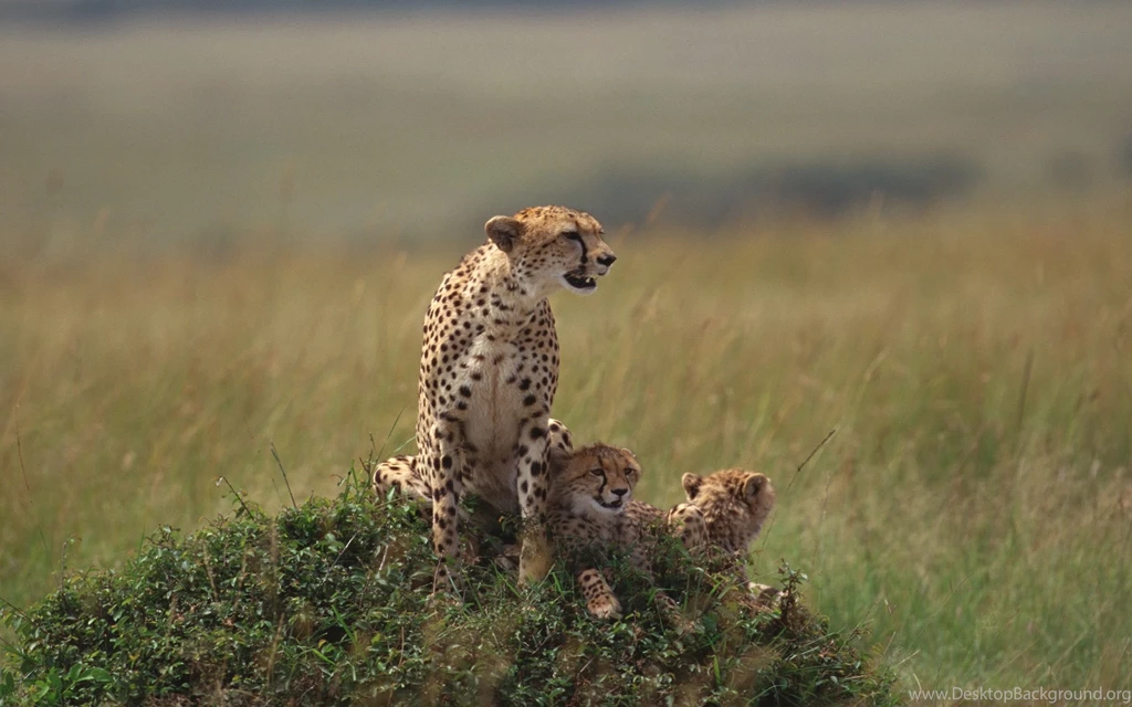 Cheetah Wallpapers HD Wallpapers Cave