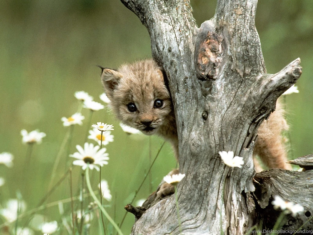 Beautiful Wallpapers: Baby Cheetah Wallpapers