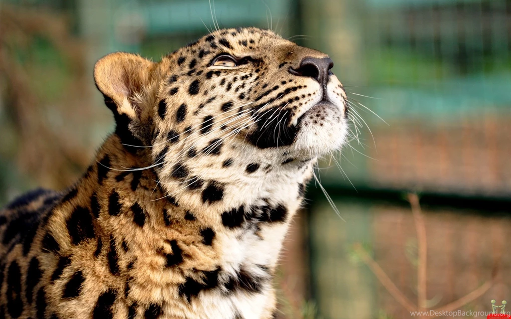 HD Cute Baby Cheetah Backgrounds For Desktop HiReWallpapers 3495