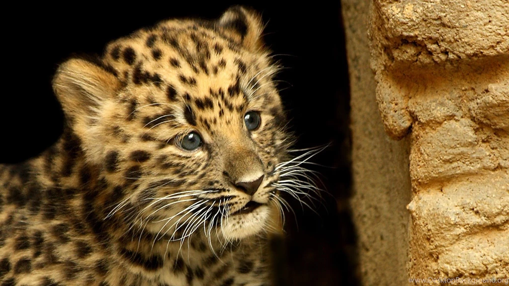 Download Wallpapers 1920x1080 Cheetah, Cub, Baby, Hide Full HD ...