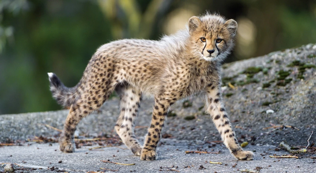 Cheetah Wild Cat Carnivore Cub Kitten Baby F Wallpapers