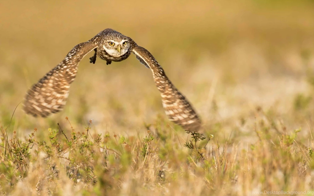 Baby Cheetah Wallpapers
