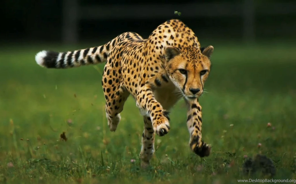 Beautiful Wallpapers Baby Cheetah Wallpapers