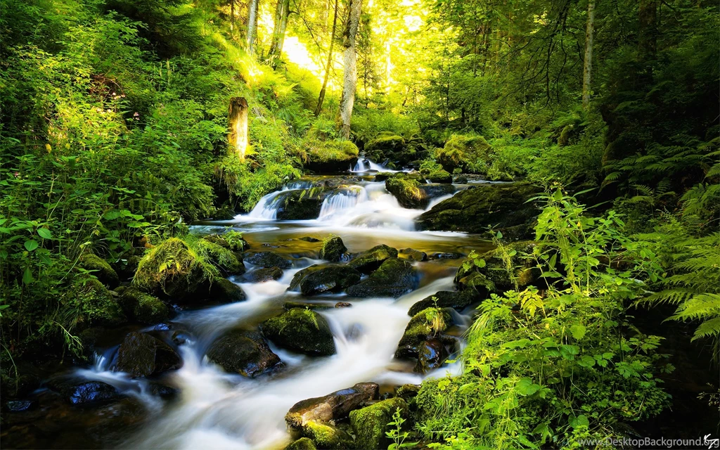 Flowing Forest Grass Green River Rocks Stones Water HD Wallpapers