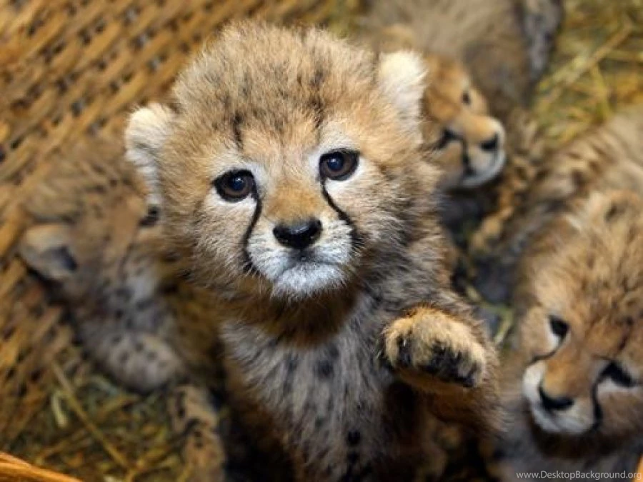 Pictures Of Baby Cheetahs Widescreen HD Wallpapers