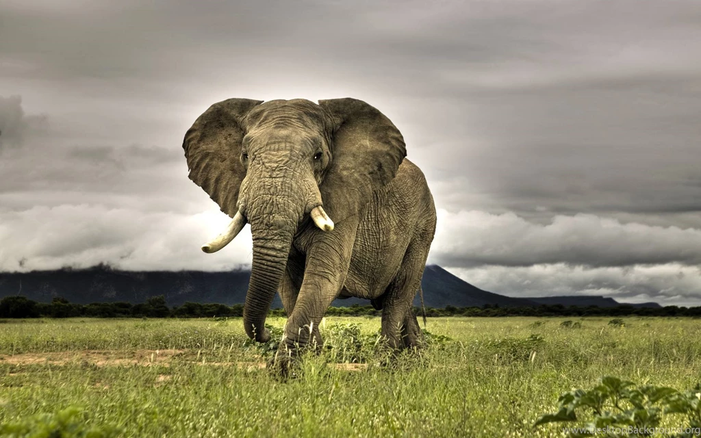 Download Stunning Elephant Wallpapers 8355 1920x1200 Px High ...