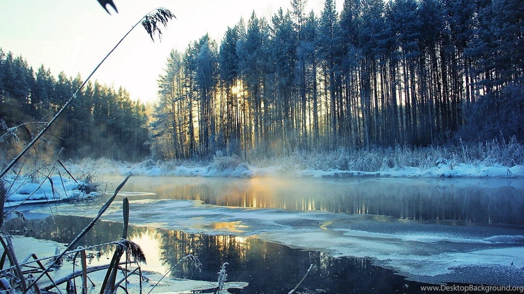 Stunning Winter Forest Wallpapers 8400 1920x1080 Px ...