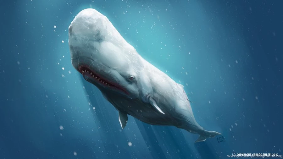 DeviantArt: More Like Moby Dick Wallpapers 002 By TimonTh