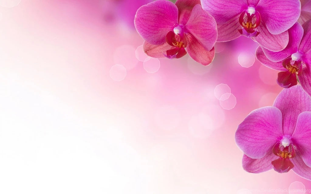 Pink Flower Backgrounds Wallpapers Cave