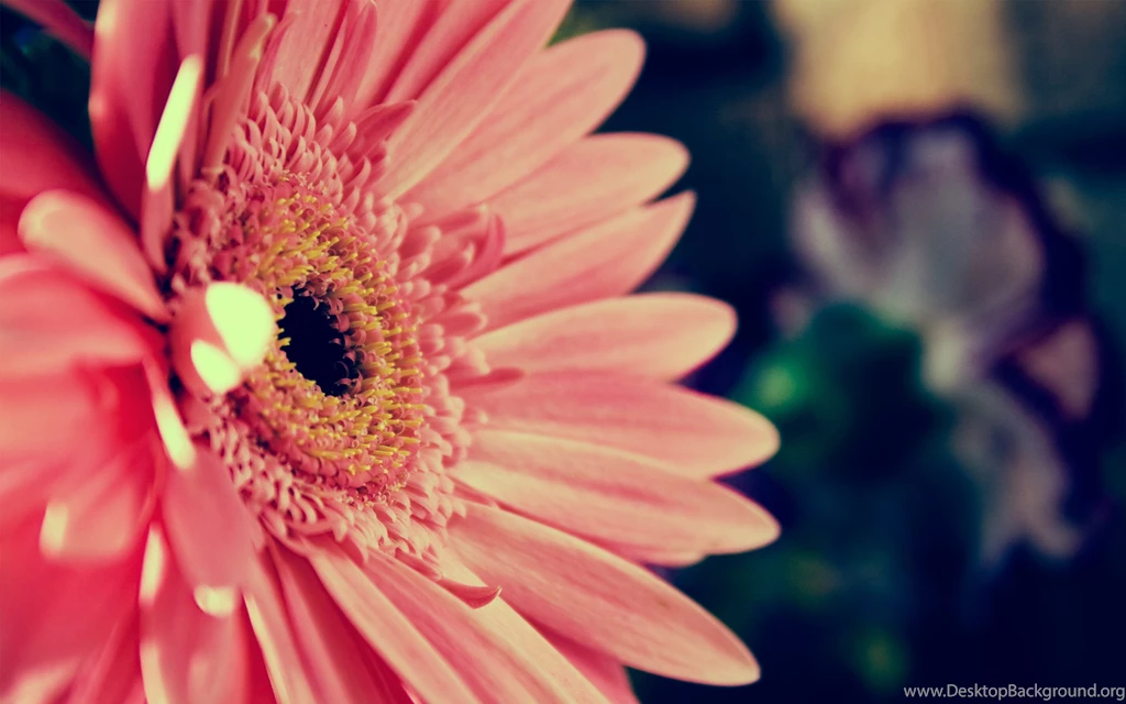 Pink Flower Backgrounds, Wallpaper, Pink Flower Backgrounds Hd ...