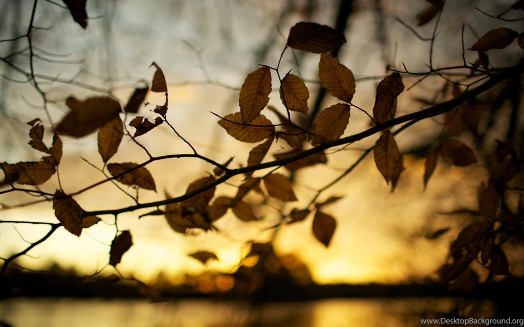 Sunset Autumn Leaves Brown Depth Of Field Blurred Backgrounds ...