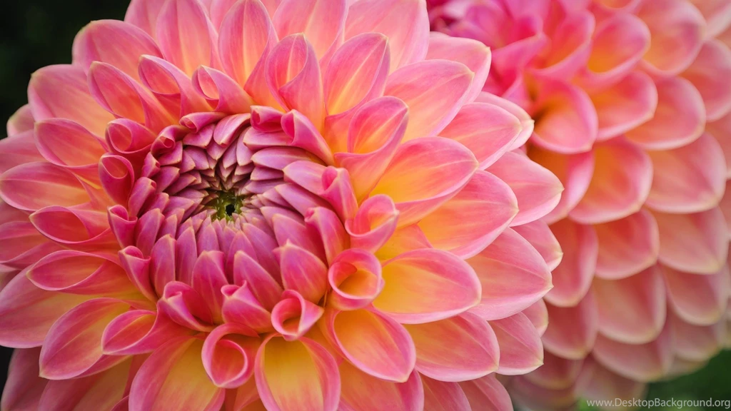 35 WALLPAPER IMAGE DESCRIPTION FOR LOVELY DAHLIAS 1239 :: Dahlia ...