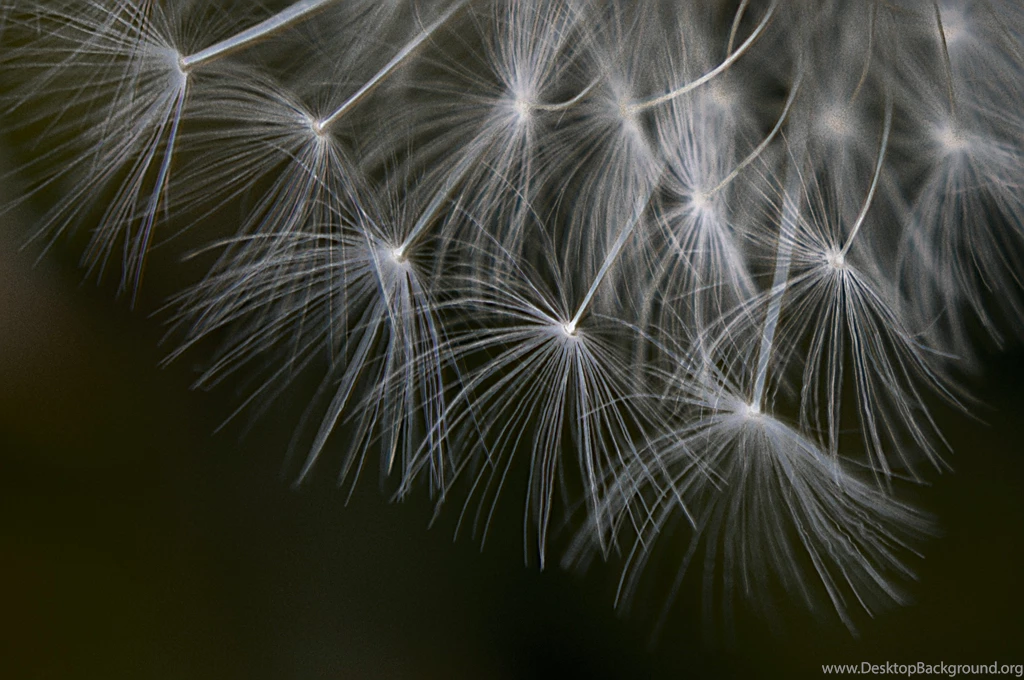 Flickr