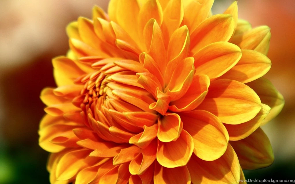 Colorful Dahlia Flowers Dahlia Flower Photos 1280800 Wallpapers 20 ...