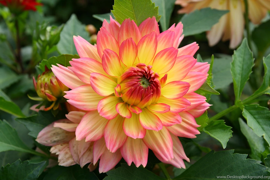 Dahlia Wallpapers >> Backgrounds With Quality HD