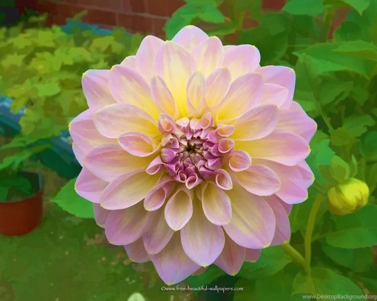 Large Pink Flowers