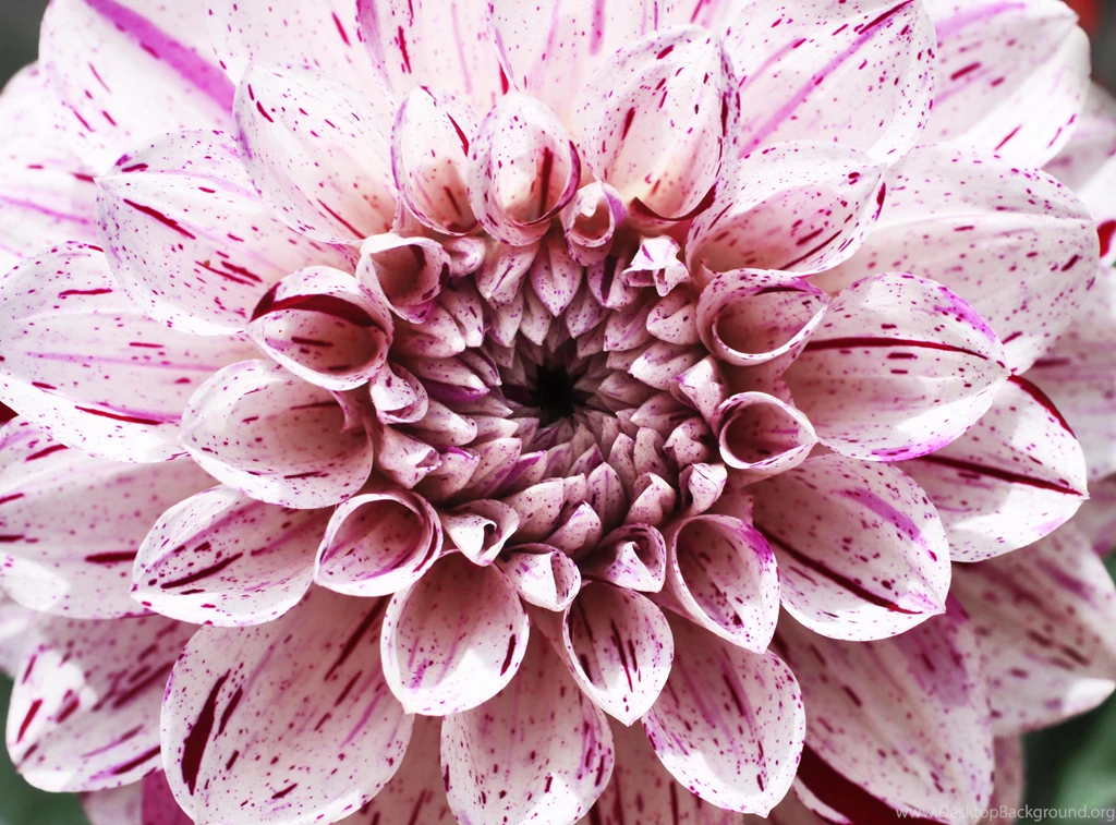 Dahlia Flower Hd Wallpapers
