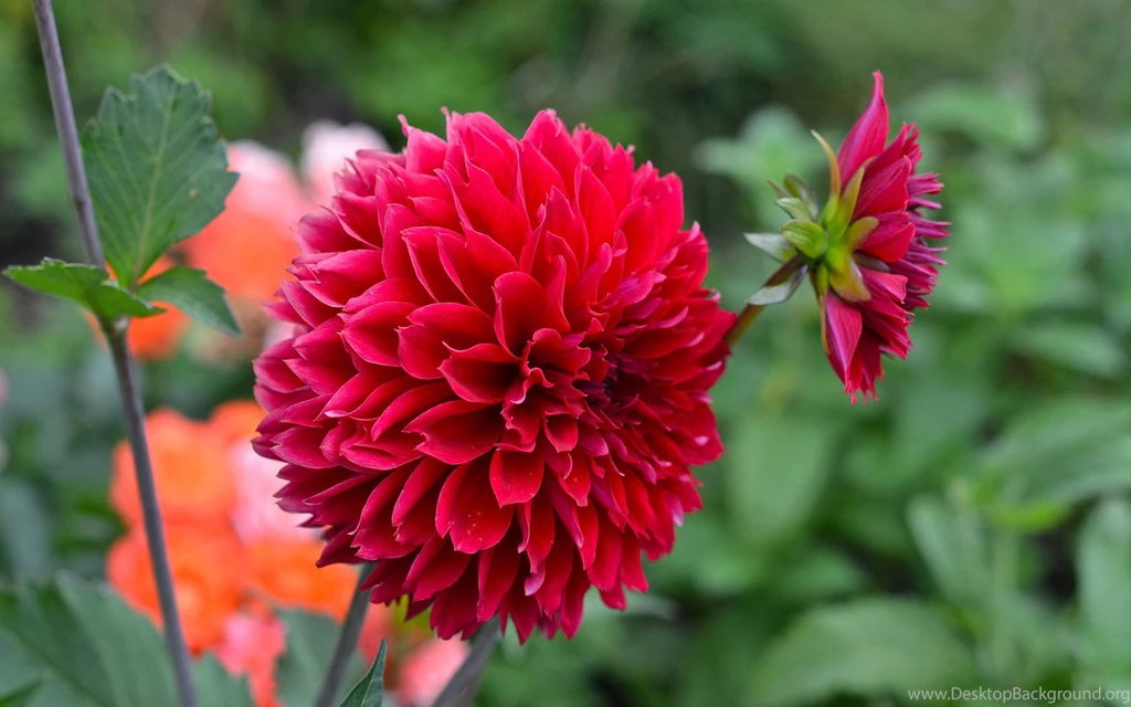 Dahlia Flower HD Wallpapers