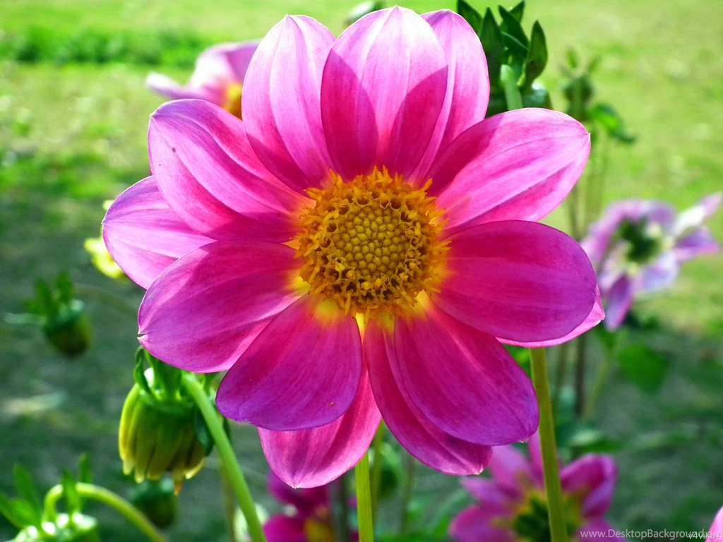Gallery Of Dahlia Flower In Different Colors