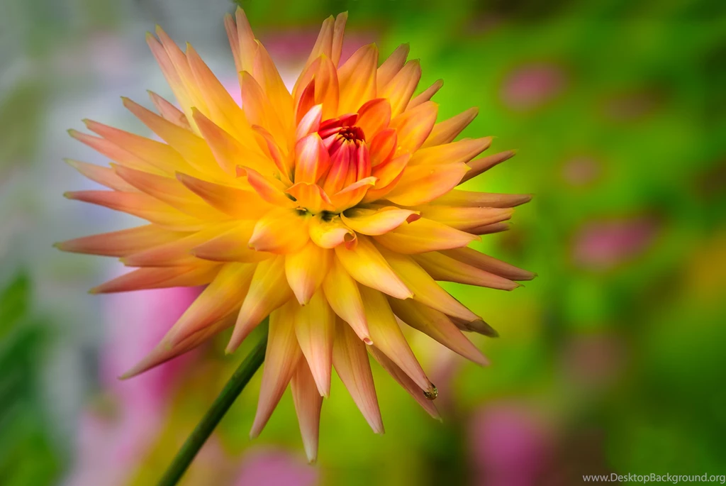 Dahlia Flower Featured With Red Petals In Colourful Wallpapers