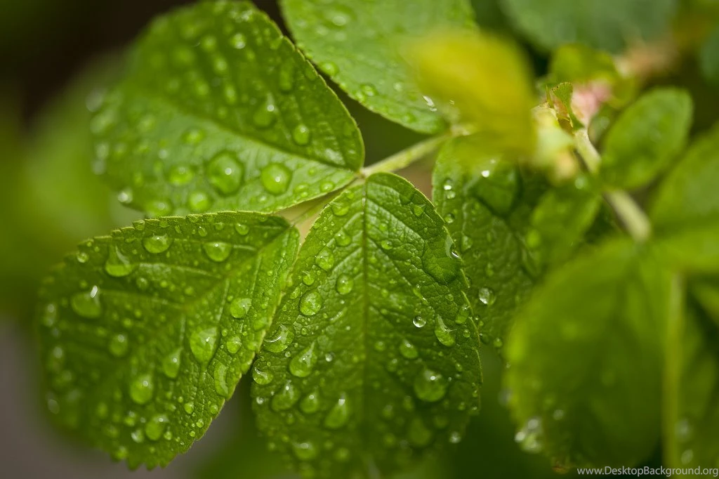 Nature Wallpapers