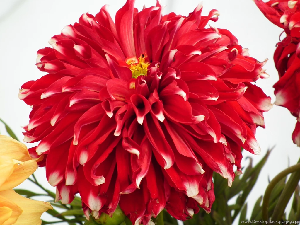 Gallery Of Dahlia Flower In Different Colors
