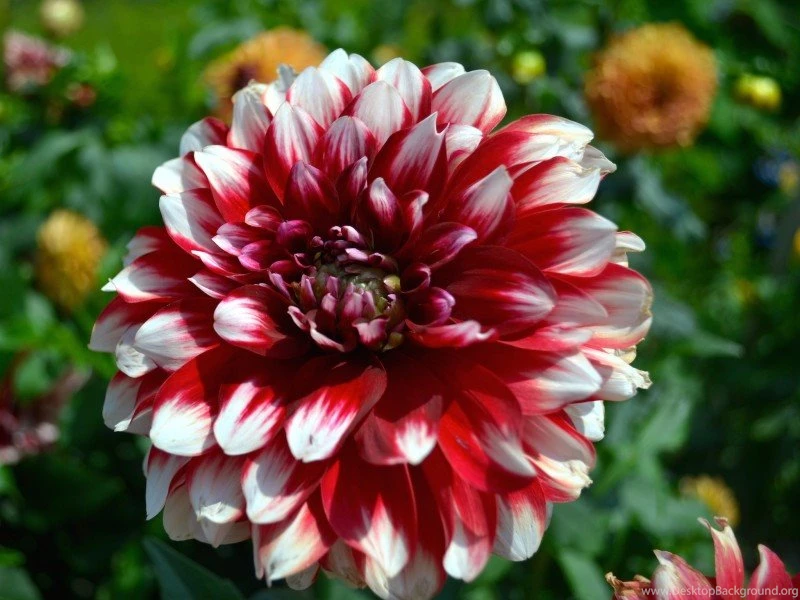 Red White Dahlia Flower Wallpapers