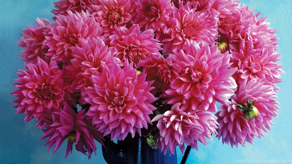 Download Wallpapers 1920x1080 Dahlia, Flower, Pitcher, Backgrounds ...