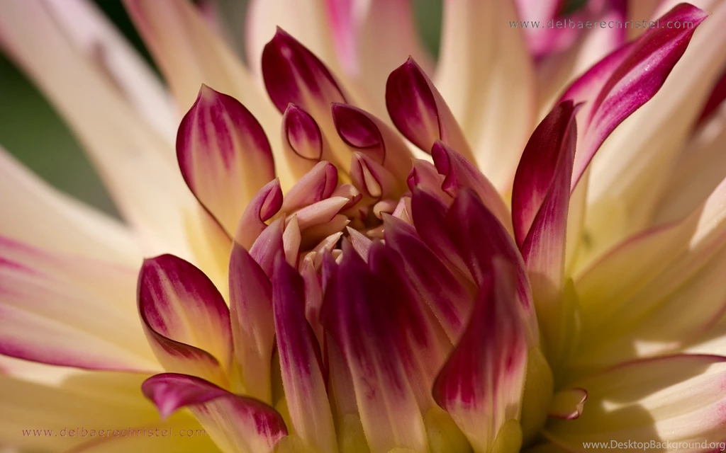 Background, Windows, Dahlia, Pink, Flowers, Wallpapers (