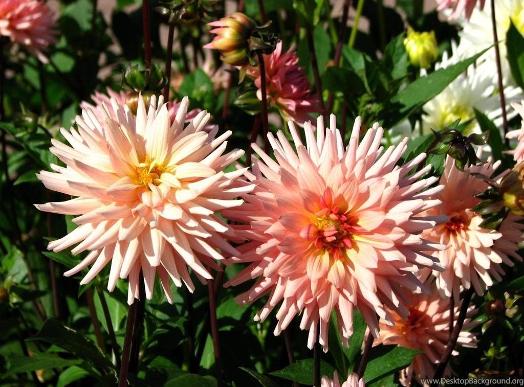 Download Wallpapers Dahlia, Flower, Flowerbed, Garden, Greens HD ...