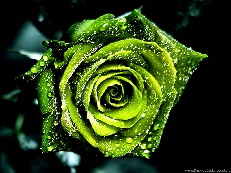 Wallpapers Velayutham All World Cute Green Rose Flowers 800x600 ...
