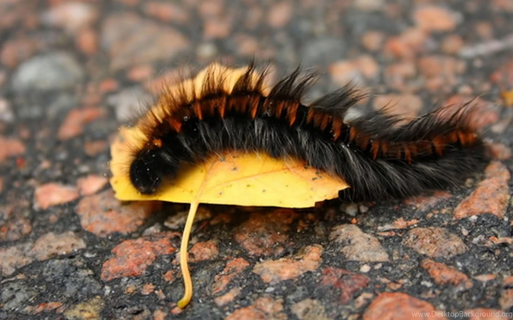 High Quality Wallpapers Pictures Wonderful   Fullwidehd.com