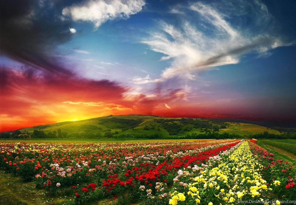 Beautiful Flowers With Amazing Scenery Wallpapers