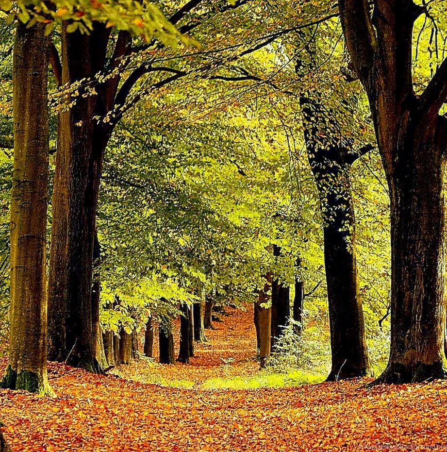 Beautiful Scenery Wallpapers