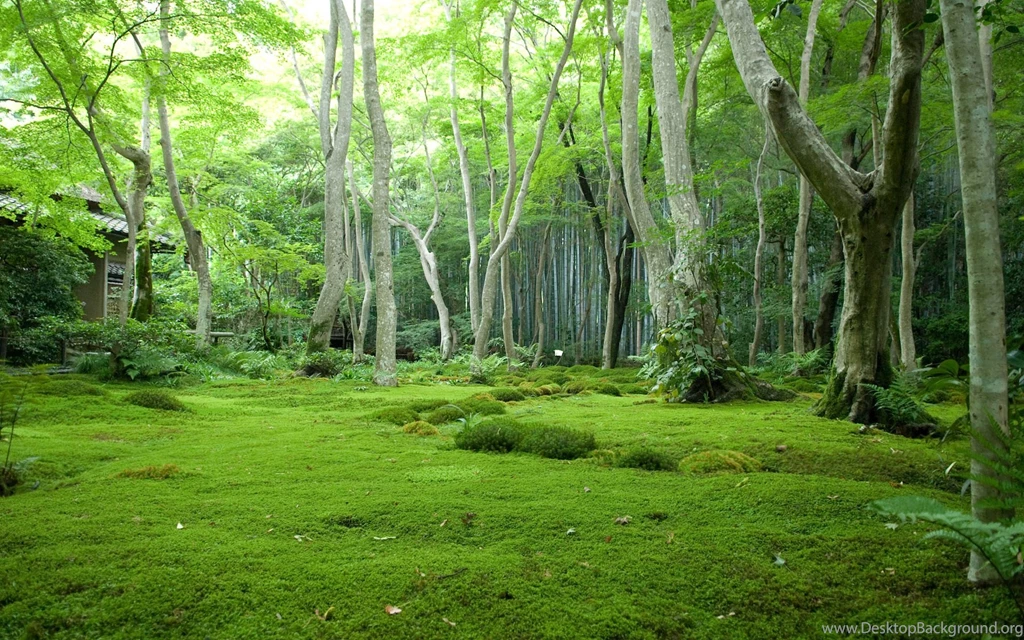 Jungle Wallpapers