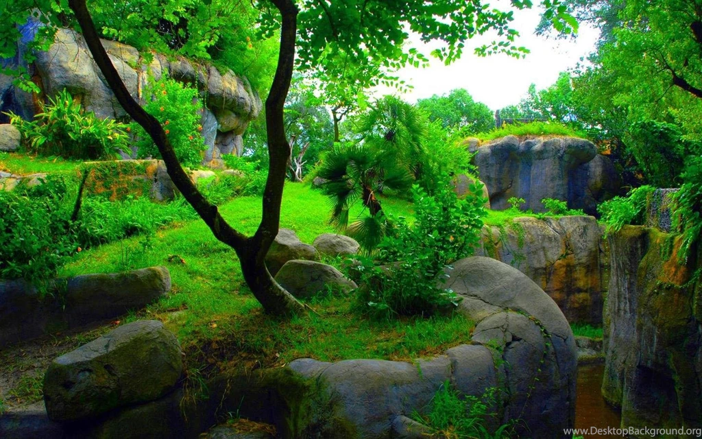 Jungle Wallpapers HD Android Apps On Google Play