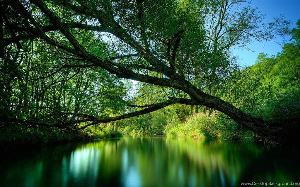Jungle Wallpapers HD