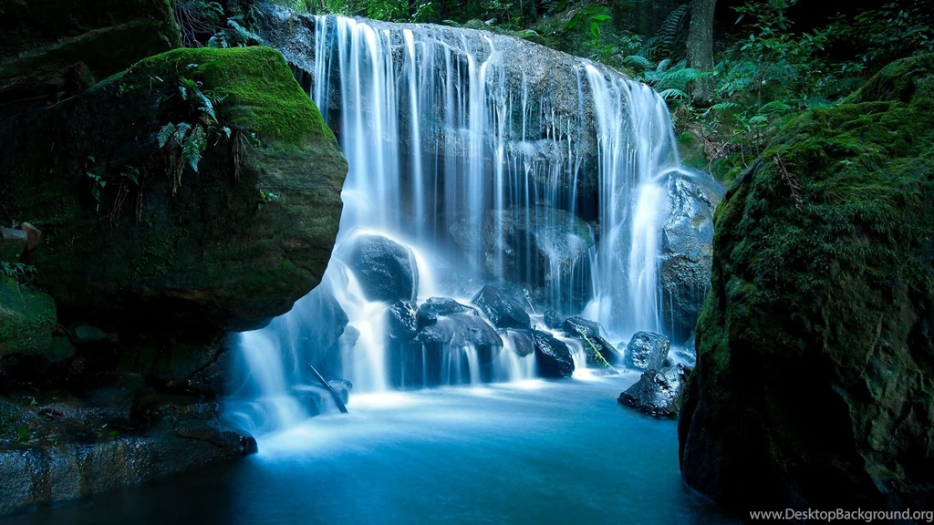 Jungle Pictures HD Wallpapers