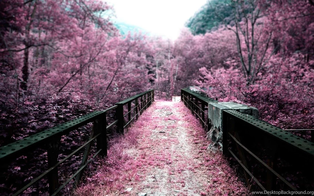 Sakura Live Wallpapers Android Apps On Google Play
