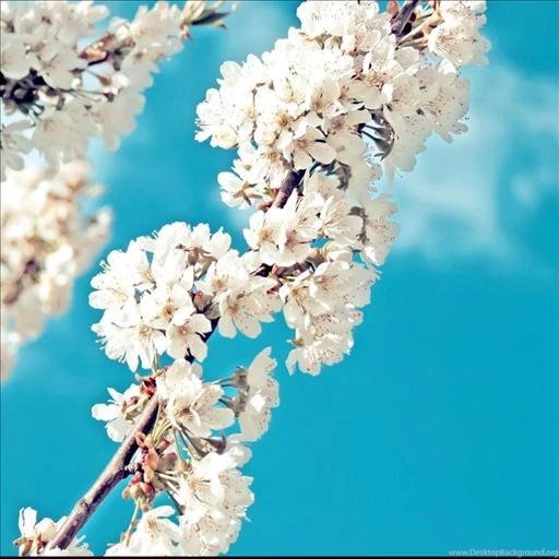 Galaxy Sakura Live Wallpapers Android Apps On Google Play