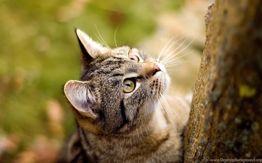 HD Free Cat Wallpapers HD Great Images