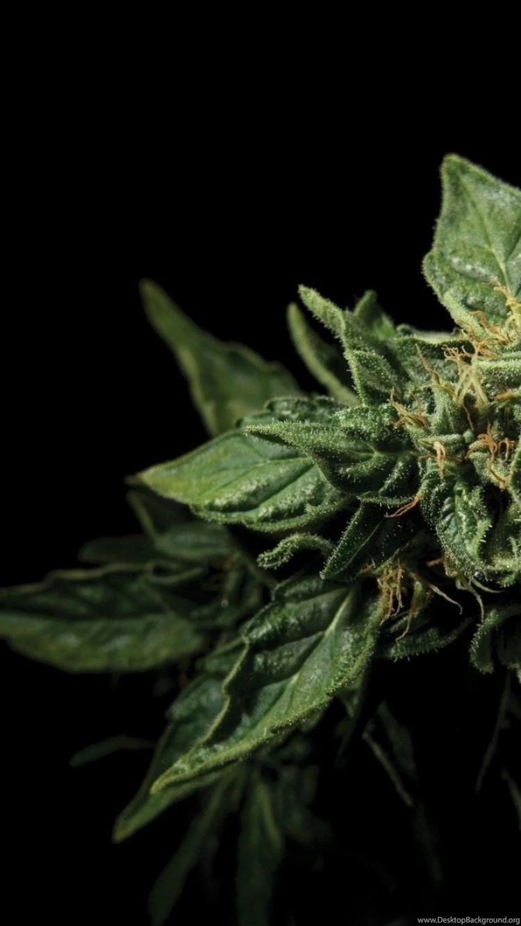 Marijuana Wallpapers