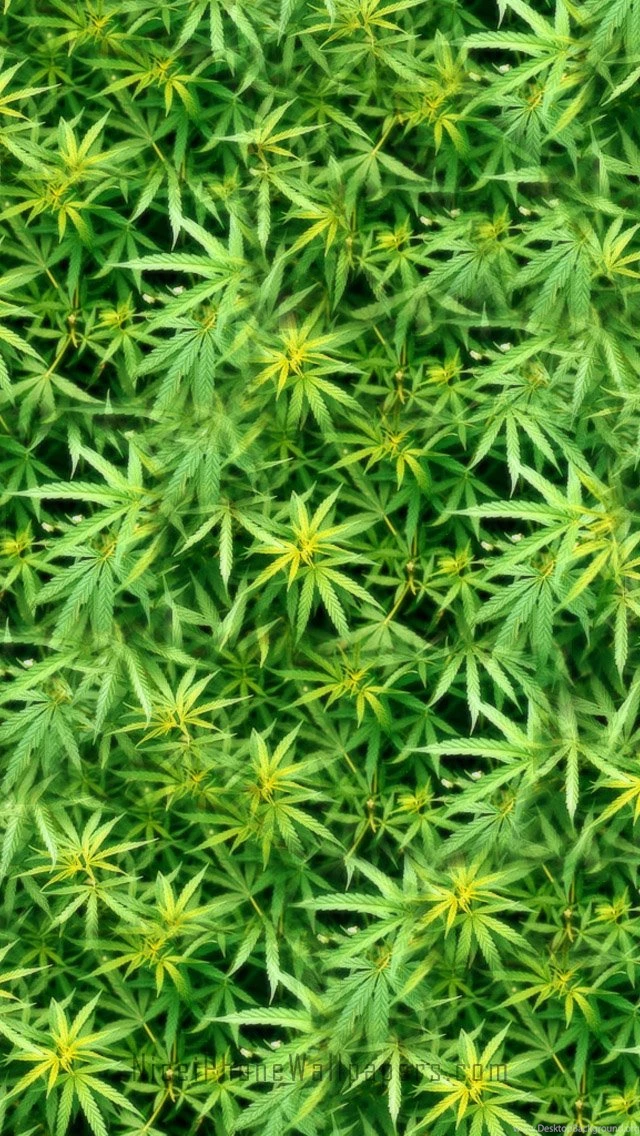 iPhone Weed Wallpapers Wallpapers Zone