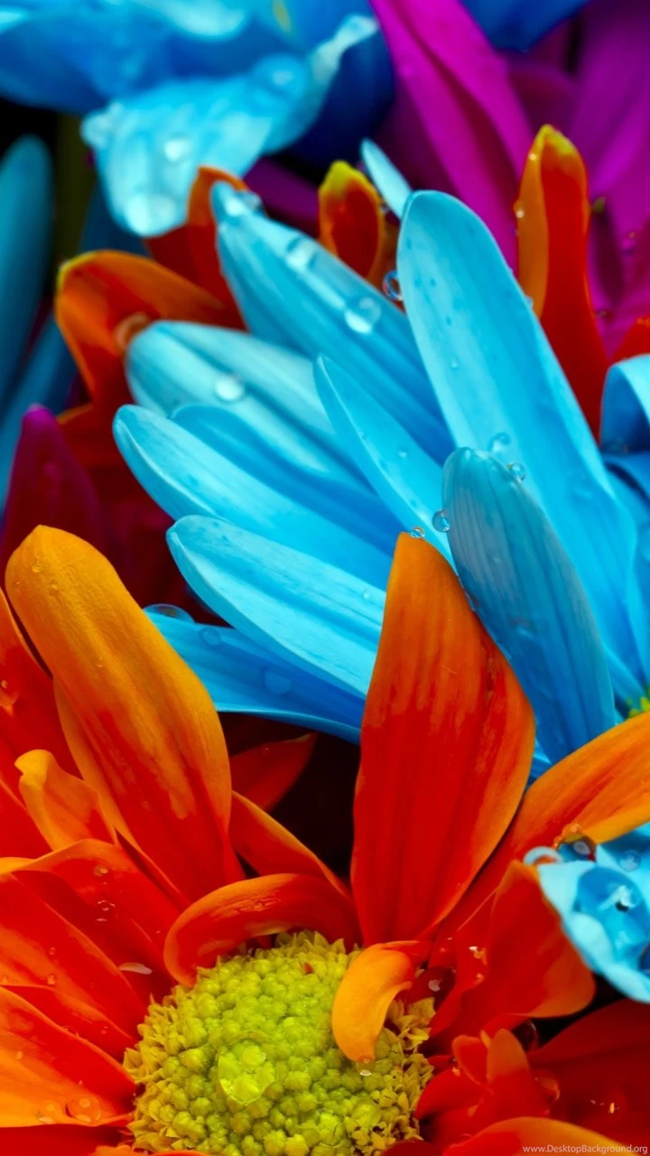 Colorful FlowersSamsung Wallpapers Download