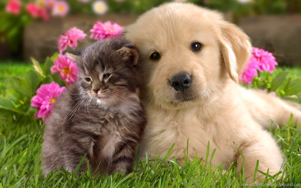 Wallpapers Cats