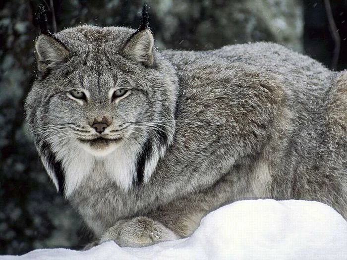 Wildlife Animal Wallpapers 3   Wallcoo.net